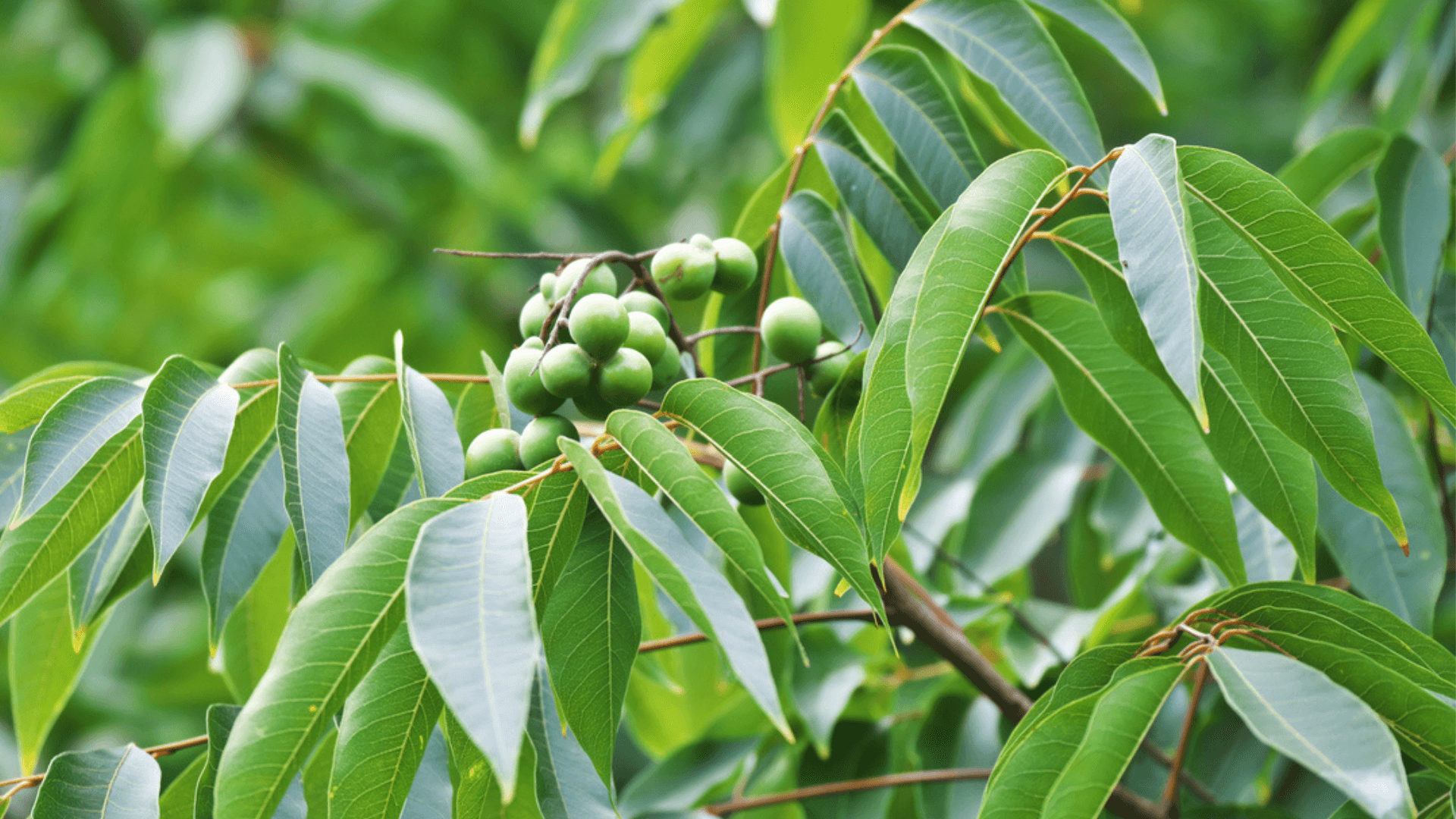 Soapberries