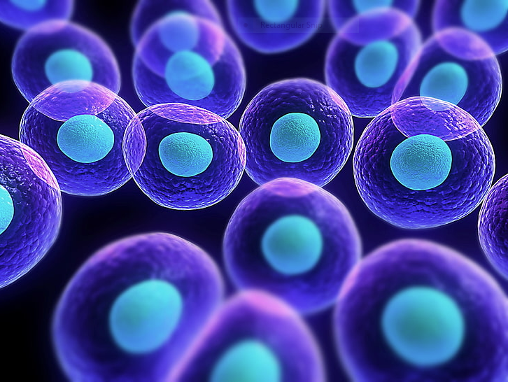 Purple and blue cells on a black background